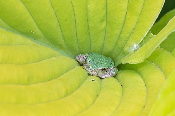 Gray Treefrog (Hyla versicolor) in hosta leaf-Marion County-Illinois